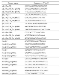 유전자교정효율분석용 primer