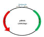 pBHA 벡터 구조