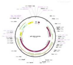 pET-28b-cas9-His 벡터 구조