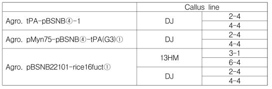 캘러스 형질전환