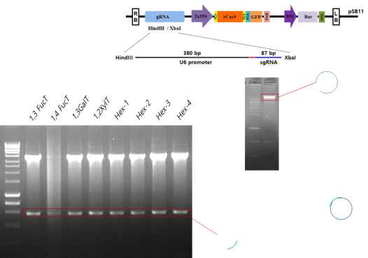 식물 N 당질화 효소 8개 유전자의 개별 KO 벡터 CRISPR/Cas9 건축