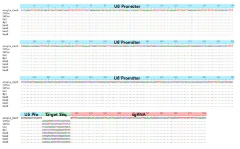 식물 N 당질화 효소 8개 유전자의 개별 KO 벡터의 CRISPR/Cas9 작동부의 서열확인