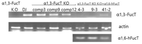 벼의 α1,3-FucT knock out line 및 α1,3-FucT knock out +α1,6-hFucT의 과발현체에서 α1,3-FucT 와 α1,6-hFucT의발현량을 RT-PCR을 통하여 확인