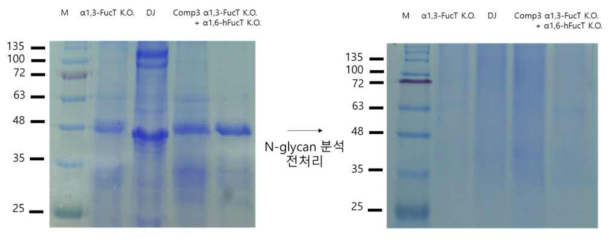 α1,3-FucT knock out + α1,6-hFucT 라인의 N-glycan분석을 위한 전처리 과정 후 전처리 확인