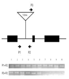 β1,2-XylT의 대한 T-DNA insertion라인에 대한 genotyping