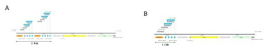 추가적인 CRISPR벡터 모식도. (A) pSB11-Cas9-HPT-gRNA1. (B) pSB11-Cas9-HPT-gRNA4