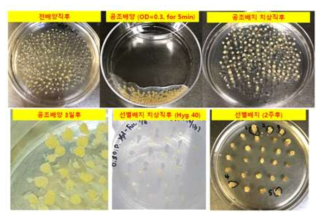 CRISPR/Cas9 벡터를이용한벼형질전환및선발