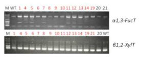 gRNA4 벡터로 형질전환된 캘러스 라인의 유전자 결실 확인. pSB11-Cas9-HPT-gRNA4 벡터를 이용하여 형질전환된 캘러스의 PCR 결과, 야생형 보다 작은 PCR 산물이 증폭됨을 확인함(빨간색)