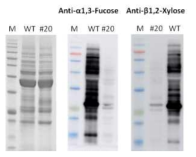 α1,3-Fucose와 β1,2-Xylose에 대한 면역블롯팅