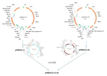 pHREAC2-TMab 벡터의 건축 모식도