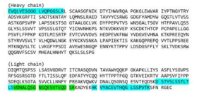 TMab 단백질의 트립신 처리후 질량분석을 통한 펩타이드 서열 분석결과. TMab의 서열과 일치하는 것으로 확인된 펩타이드는 하늘색과 연두색으로 표시됨