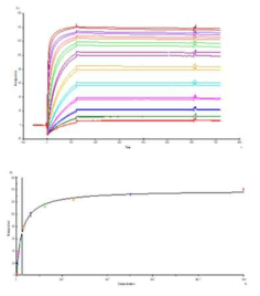 식물 TMab 단백질의 SPR 분석결과. Her2-amine coupled CM5 칩에서 500RU로, 1-1000 nM 사이의 11가지 농도에서 각각 두번씩 반응시킨 결과(위) 합성된 TMmab은 Her2-Fc 와 24 nM의 steady state affinity로 결합(아래)하는 것으로 나타남