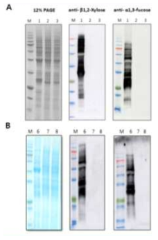 획득한 세포주에서 β1,2-xylose와 α1,3-fucose에 대한 면역 블롯팅. 12% PAGE 결과 (왼쪽), β1,2-xylose (중간) α1,3-fucose (오른쪽) 면역 블롯팅 결과. (A) gRNA1 세포주. M, size marker; 1, 동진 (WT); 2~3, gRNA1 세포주 (B) gRNA4 세포주. M, size marker; 6, 동진 (WT); 7~8, gRNA4 세포주