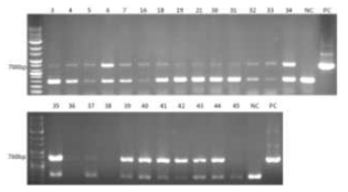 Trastuzumab의 경사슬에 대한 genomic DNA PCR 결과