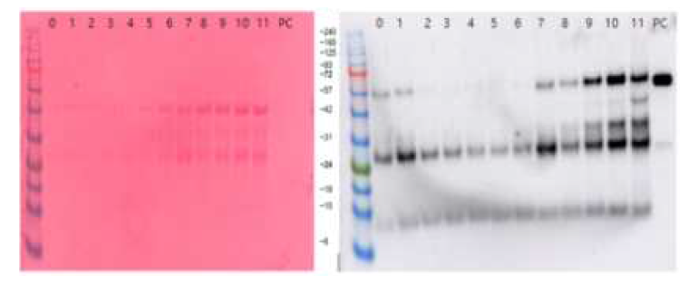 동진 WT 현탁배양에서 Trastuzumab의 발현. #44 라인의 캘러스를 2N6 액체배지에 접종 후 하루 간격으로 배양액을 취하여 0일부터 11일까지 항체의 발현패턴을 조사함. 배양액 10 μl를 12% PAGE gel에 로딩하여 면역블롯팅을 수행함. PC는 양성대조구로 셀트리온의 Her zuma를 사용함