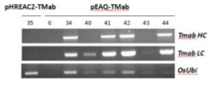 선발된 TMAb 형질전환체의 RT-PCR 결과