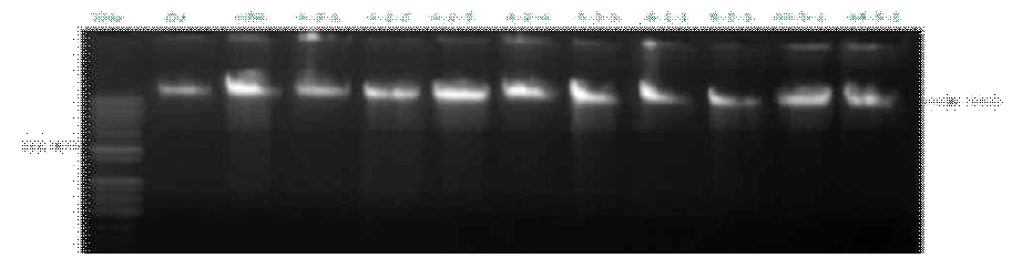 Genomic DNA의 아가로스 젤 전기영동(DJ: dongjin, HM: 1,3 mutant homoline and other transgenic plants numbers 4-2-1, 4-2-2, 4-2-3, 4-2-4, 4-3-1, 6-1-1 9-3-1, 44-5-1, 44-5-2)