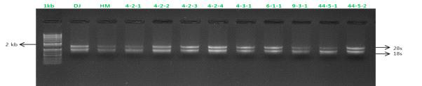 RNA 전기영동(DJ: dongjin, HM: 1,3 mutant homo-line and other transgenic plants numbers 4-2-1, 4-2-2, 4-2-3, 4-2-4, 4-3-1, 6-1-1 9-3-1, 44-5-1, 44-5-2,: 28s and 18s are ribosomal RNAs)