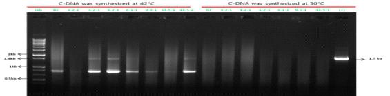 RT-PCR과 전사체 분석(1kb= 1 kilo base pair ladder DJ: dongjin, other transgenic plants numbers 4-2-1, 4-2-2, 4-2-3, 4-2-4, 4-3-1, 6-1-1 9-3-1, 44-5-1, 44-5-2; (+)= positive control was used genomic DNA)