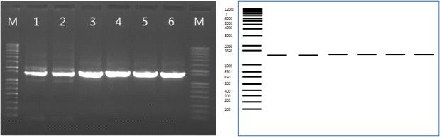 PCR product 결과