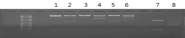 pMyn75-pBSNB④ 제한효소 처리(1: uncut, 2: EcoR I, 3: BamH I(uncut), 4: Pst I, 5: Sac I, 6: Kpn I , 7: PCR product(pMJ21-tPA)-(1), 8: PCR product(pMJ21-tPA)-(2)