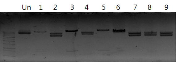 pMyn75-pBSNB④ 제한효소 처리 후전기영동확인(BamH I) (GenDEPOT ligase) (UN:: 제한효소를처리하지않은pMyn75-pBSNB④, 12-20: 각콜로니에서추출한pMyn75-pBSNB④-tPA(BamHI)