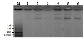 tPA-pBSNB④와 tPA-pBSNB⑤ 아그로박테리움 플라스미드 추출 (M: 1kb+ DNA Ladder, 1-3: Agro.tPA-pBSNB④-1-3, 4-6: Agro.tPA-pBSNB⑤-1-3)