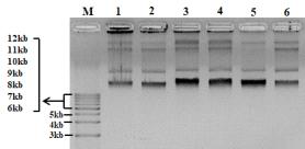 pMyn75-pBSNB④-tPA 아그로박테리움 플라스미드 추출 (M: 1kb+ DNA Ladder, Agro.pMyn75-pBSNB④-tPA(GenDEPOT ligase)1-6)