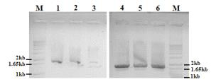 pBSNB22101-rice-1,6fuct PCR로 rice-1,6fuct 유전자 확인 결과(M: 1kb+ DNA Ladder, Agro.pBSNB-rice-1,6fruct①-⑥)