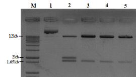 pBSNB22101-rice-1,6fuct 제한효소 처리(M: 1kb+ DNA Ladder, 1: 제한효소 처리하지않은pBSNB22101-rice-1,6fuct②, 2-5: pBSNB22101-rice-1,6fuct①-④, Kpn Ⅰ, Hind Ⅲ 처리