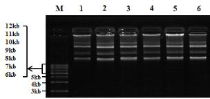 pBSNB22101-rice-1,6fuct 아그로박테리움 플라스미드 추출(M: 1kb+ DNA Ladder, Agro.pBSNB-rice-1,6fruct①-⑥)