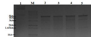 pET-28b-cas9-His 제한효소 처리(M: 1kb+ DNA Ladder, 1: 제한효소처리하지 않은 pET28b-cas9-His(DE3)①,2: pET28b-cas9-His(DE3)①, EcoR Ⅰ, Mlu Ⅰ처리, 3: pET28b-cas9-His(DE3)②, EcoR Ⅰ, Mlu Ⅰ처리, 4: pET28b-cas9-His(DE3)③, EcoR Ⅰ, Mlu Ⅰ처리, 5: pET28b-cas9-His(DE3)④, EcoR Ⅰ, Mlu Ⅰ처리)