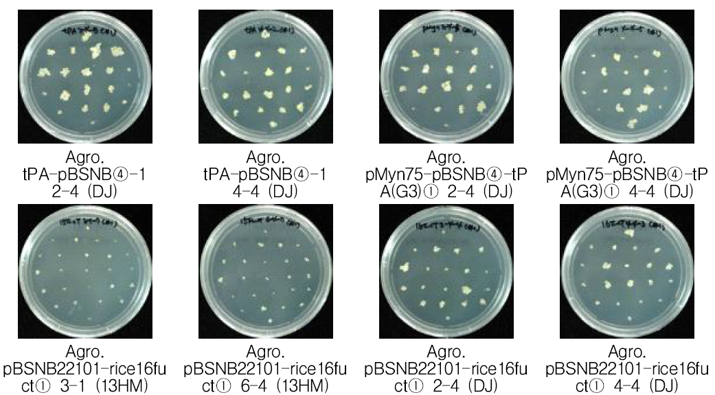 아그로박테리움에 감염한 4차 캘러스 선발 결과