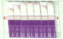 bar strip 확인 결과 (① 13HM 6-4, ②-⑦ Agro. pBSNB22101-rice16fuct ① 감염 6-4 (13HM))