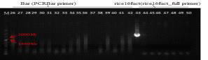 형질전환 캘러스 PCR로bar&rice16fuct 유전자 (552 bp/1728 bp) 확인 결과(26-42: bar 유전자 &43-50: rice16fuct 유전자_rice16fuct full primer이용) (M: 1kb+ DNA Ladder, 26-42: Agro. pBSNB22101-rice16fuct① 감염 6-4 (13HM), 43-50: Agro. pBSNB22101-rice16fuct①감염2-4 (DJ))