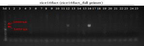 형질전환 캘러스 PCR로 rice16fuct 유전자 (1728 bp) 확인 결과(rice16fuct full primer 이용) (M: 1kb+ DNA Ladder, 1-25: Agro. pBSNB22101-rice16fuct① 감염 2-4 (DJ))