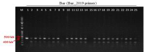 형질전환 캘러스 PCR로 bar 유전자 (412 bp) 확인 결과(PCR_Bar_2019 primer 이용)(M: 1kb+ DNA Ladder, 1: tPA-pBSNB④ -1, 2-25: Agro. tPA-pBSNB④-1 감염 2-4 (DJ))