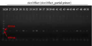 형질전환 캘러스 PCR로 rice16fuct 유전자 (722 bp) 확인 결과 (rice16fuct parital primer 이용) (M: 1kb+ DNA Ladder, 26-37: Agro. pBSNB22101-rice16fuct① 감염 2-4 (DJ), 38-50: Agro. pBSNB22101-rice16fuct① 감염 4-4 (DJ))