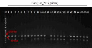 형질전환 캘러스 PCR로 bar 유전자 (412 bp) 확인 결과(PCR_Bar_2019 primer 이용) (M: 1kb+ DNA Ladder, 1-11: Agro. tPA-pBSNB④-1 감염 4-4 (DJ), 12-25: Agro. pMyn75-pBSNB④-tPA(G3)① 감염 2-4 (DJ))