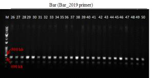 형질전환 캘러스 PCR로 bar 유전자 (412 bp) 확인 결과(PCR_Bar_2019 primer 이용) (M: 1kb+ DNA Ladder, 26-50: Agro. pBSNB22101-rice16fuct① 감염 2-4 (DJ))