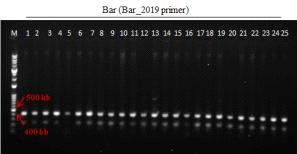 형질전환 캘러스 PCR로 bar 유전자 (412 bp) 확인 결과(PCR_Bar_2019 primer 이용) (M: 1kb+ DNA Ladder, 1-11: Agro. pBSNB22101-rice16fuct① 감염 2-4 (DJ), 12-25: Agro. pBSNB22101-rice16fuct① 감염 4-4 (DJ))