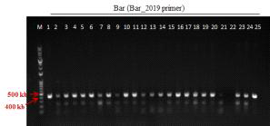 형질전환 캘러스 PCR로 bar 유전자 (412 bp) 확인 결과(PCR_Bar_2019 primer 이용) (M: 1kb+ DNA Ladder, 1-7: Agro. pBSNB22101-rice16fuct① 감염 3-1 (13HM), 8-25: Agro. pBSNB22101-rice16fuct① 감염 6-4 (13HM))