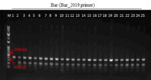 형질전환 캘러스 PCR로 bar 유전자 (412 bp) 확인 결과(PCR_Bar_2019 primer 이용)(M: 1kb+ DNA Ladder, 1-21: Agro. pMyn75-pBSNB④-tPA(G3)① 감염 4-4 (DJ), 22-25: Agro. pBSNB22101-rice16fuct① 감염 2-4 (DJ))