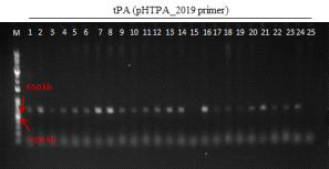 형질전환 캘러스 PCR로 tPA 유전자 (638 bp) 확인 결과(pHTPA_2019 primer 이용) (M: 1kb+ DNA Ladder, 1: Agro. pMyn75-pBSNB④-tPA(G3)①, 2-25: Agro. tPA-pBSNB④-1 감염 2-4 (DJ))