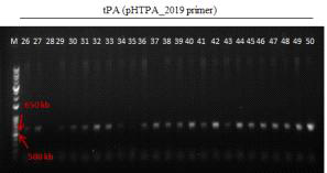 형질전환 캘러스 PCR로 tPA 유전자 (638 bp) 확인 결과(pHTPA_2019 primer 이용) (M: 1kb+ DNA Ladder, 26-36: Agro. tPA-pBSNB④-1 감염 2-4 (DJ), 37-50: Agro. tPA-pBSNB④-1 감염 4-4 (DJ))