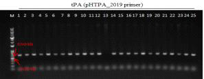 형질전환 캘러스 PCR로 tPA 유전자 (638 bp) 확인 결과(pHTPA_2019 primer 이용) (M: 1kb+ DNA Ladder, 1-11: Agro. tPA-pBSNB④-1 감염 4-4 (DJ), 12-25: Agro. pMyn75-pBSNB④-tPA(G3)① 감염 2-4 (DJ))