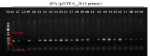 형질전환 캘러스 PCR로 tPA 유전자 (638 bp) 확인 결과(pHTPA_2019 primer 이용) (M: 1kb+ DNA Ladder, 26-41: Agro. pMyn75-pBSNB④-tPA(G3)① 감염 2-4 (DJ), 42-50: Agro. pMyn75-pBSNB④-tPA(G3)① 감염 4-4 (DJ))