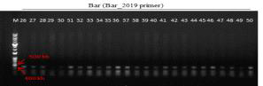 형질전환 캘러스 PCR로 bar 유전자 (412 bp) 확인 결과(PCR_Bar_2019 primer 이용) (M: 1kb+ DNA Ladder, 26-31: Agro. tPA-pBSNB④-1 감염 2-4 (DJ), 32-43: Agro. pBSNB22101-rice16fuct① 감염 2-4 (DJ), 44-50: Agro. pBSNB22101-rice16fuct① 감염 3-1 (13HM))