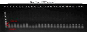 형질전환 캘러스 PCR로 bar 유전자 (412 bp) 확인 결과(PCR_Bar_2019 primer 이용) (M: 1kb+ DNA Ladder, 1-5: Agro. tPA-pBSNB④-1 감염 2-4 (DJ), 6-15: Agro. tPA-pBSNB④-1 감염 4-4 (DJ), 16: Agro. pMyn75-pBSNB④-tPA(G3)① 감염 2-4 (DJ), 17-25: Agro. pMyn75-pBSNB④-tPA(G3)① 감염 4-4 (DJ))