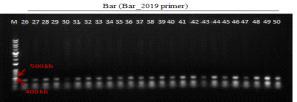 형질전환 캘러스 PCR로 bar 유전자 (412 bp) 확인 결과(PCR_Bar_2019 primer 이용)(M: 1kb+ DNA Ladder, 26-29: Agro. pMyn75-pBSNB④-tPA(G3)① 감염 4-4 (DJ), 30: Agro. pBSNB22101-rice16fuct① 감염 2-4 (DJ), 31-41: Agro. pBSNB22101-rice16fuct① 감염 4-4 (DJ), 42-50: Agro. pBSNB22101-rice16fuct① 감염 6-4 (13HM))